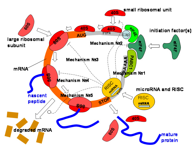Mathematicians Solve A Mystery Of MicroRNA